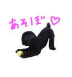 黒ぷーりおん（個別スタンプ：3）