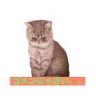 猫（エキゾ）モモみるく（個別スタンプ：1）