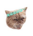 猫（エキゾ）モモみるく（個別スタンプ：3）