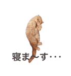 猫（エキゾ）モモみるく（個別スタンプ：4）
