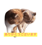猫（エキゾ）モモみるく（個別スタンプ：5）