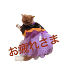 猫（エキゾ）モモみるく（個別スタンプ：6）
