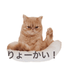 猫（エキゾ）モモみるく（個別スタンプ：7）