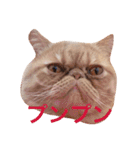 猫（エキゾ）モモみるく（個別スタンプ：8）
