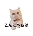 猫（エキゾ）モモみるく（個別スタンプ：9）