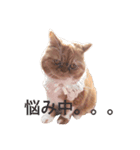 猫（エキゾ）モモみるく（個別スタンプ：10）