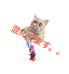 猫（エキゾ）モモみるく（個別スタンプ：11）