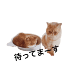猫（エキゾ）モモみるく（個別スタンプ：12）