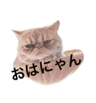 猫（エキゾ）モモみるく（個別スタンプ：13）