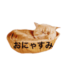 猫（エキゾ）モモみるく（個別スタンプ：16）