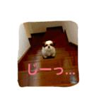シーズーの『王子くん』（個別スタンプ：1）