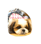 シーズーの『王子くん』（個別スタンプ：2）