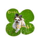 シーズーの『王子くん』（個別スタンプ：4）