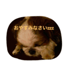 シーズーの『王子くん』（個別スタンプ：5）