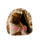 シーズーの『王子くん』（個別スタンプ：7）