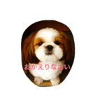 シーズーの『王子くん』（個別スタンプ：9）