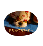 シーズーの『王子くん』（個別スタンプ：10）
