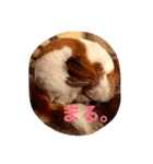 シーズーの『王子くん』（個別スタンプ：11）