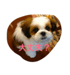 シーズーの『王子くん』（個別スタンプ：13）