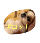 シーズーの『王子くん』（個別スタンプ：15）