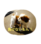シーズーの『王子くん』（個別スタンプ：21）
