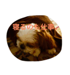 シーズーの『王子くん』（個別スタンプ：22）