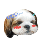 シーズー犬のあずちゃんとちゃとくん（個別スタンプ：1）