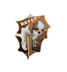 シーズー犬のあずちゃんとちゃとくん（個別スタンプ：3）
