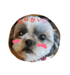 シーズー犬のあずちゃんとちゃとくん（個別スタンプ：4）