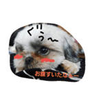 シーズー犬のあずちゃんとちゃとくん（個別スタンプ：5）