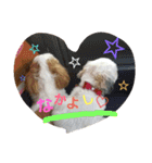 シーズー犬のあずちゃんとちゃとくん（個別スタンプ：6）