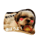 シーズー犬のあずちゃんとちゃとくん（個別スタンプ：7）
