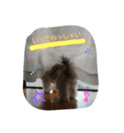 シーズー犬のあずちゃんとちゃとくん（個別スタンプ：9）
