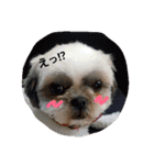 シーズー犬のあずちゃんとちゃとくん（個別スタンプ：11）