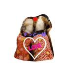 シーズー犬のあずちゃんとちゃとくん（個別スタンプ：13）
