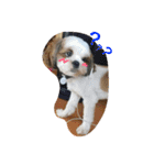 シーズー犬のあずちゃんとちゃとくん（個別スタンプ：16）