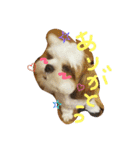 シーズー犬のあずちゃんとちゃとくん（個別スタンプ：17）