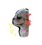シーズー犬のあずちゃんとちゃとくん（個別スタンプ：18）