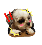 シーズー犬のあずちゃんとちゃとくん（個別スタンプ：19）