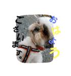 シーズー犬のあずちゃんとちゃとくん（個別スタンプ：20）