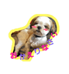 シーズー犬のあずちゃんとちゃとくん（個別スタンプ：21）