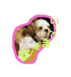 シーズー犬のあずちゃんとちゃとくん（個別スタンプ：24）