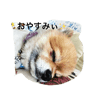 ポン吉とみるく（個別スタンプ：1）