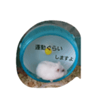 ハムスターハム大福（個別スタンプ：8）