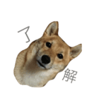 柴犬の陽菜乃ちゃん（個別スタンプ：1）