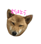柴犬の陽菜乃ちゃん（個別スタンプ：2）