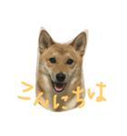 柴犬の陽菜乃ちゃん（個別スタンプ：3）