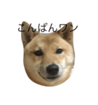 柴犬の陽菜乃ちゃん（個別スタンプ：4）