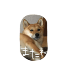 柴犬の陽菜乃ちゃん（個別スタンプ：5）
