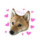 柴犬の陽菜乃ちゃん（個別スタンプ：8）